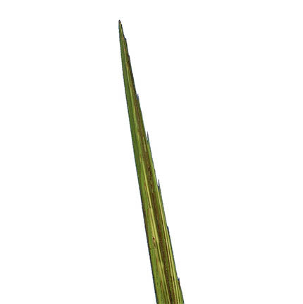 Standard Lulav